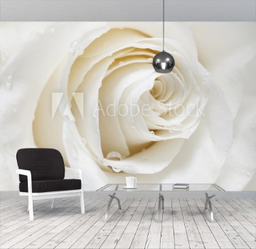 Afbeeldingen van White rose